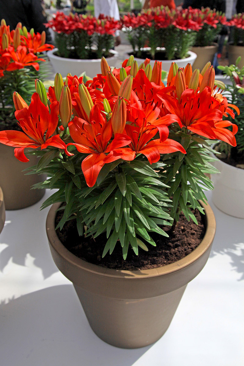 flowers / wetting flowers flowers / stunning flowers