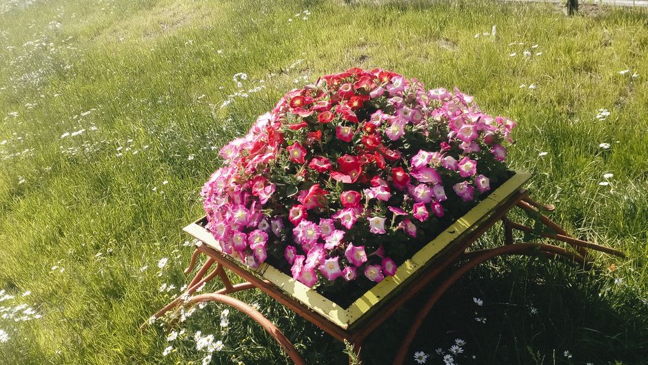 A floral arrangement featuring a densely packed bouquet of vibrant pink and deep red petunias, with some light purple blooms, all arranged in a round, lush display. The flowers are set on a small wood