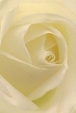 Immersing you in its delicate heart, this cream-white rose-freshly arranged by a Bickley florist-invites the senses to wander. The spiraling labyrinth of petals glistens with an almost dewy softness, each ivory fold softly illuminated by gentle daylight reminiscent of a quiet morning along Bickley's tree-lined avenues. Shadows pool gracefully between petals, lending depth and drama without disturbing the serenity that radiates from the bloom's core. The texture is whisper-light, inviting touch, as if the flower has just been gathered from a local garden after dawn's first breeze. This atmosphere of tranquil peace-so familiar to the gardens and parks of Bickley-makes the rose a quintessential choice for expressing sympathy, admiration, or celebrating new beginnings. Beneath its poised beauty lies a subtle fragrance, understated and soothing, that lingers like a comforting memory. In such a close perspective, the emotional artistry and expert care defining every Bickley bouquet come to life, making this rose not just a visual delight, but a vessel for all the tenderness and hope present in each heartfelt occasion.
